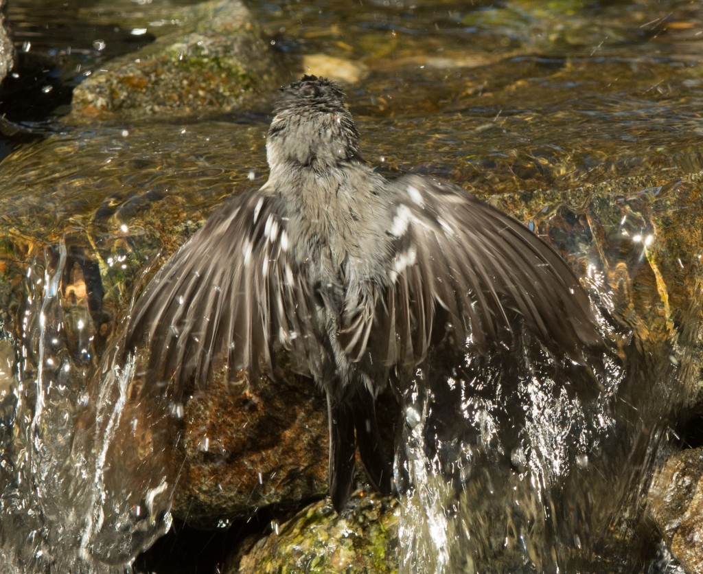 Warbler, Black-throated gray  20140805 - 19