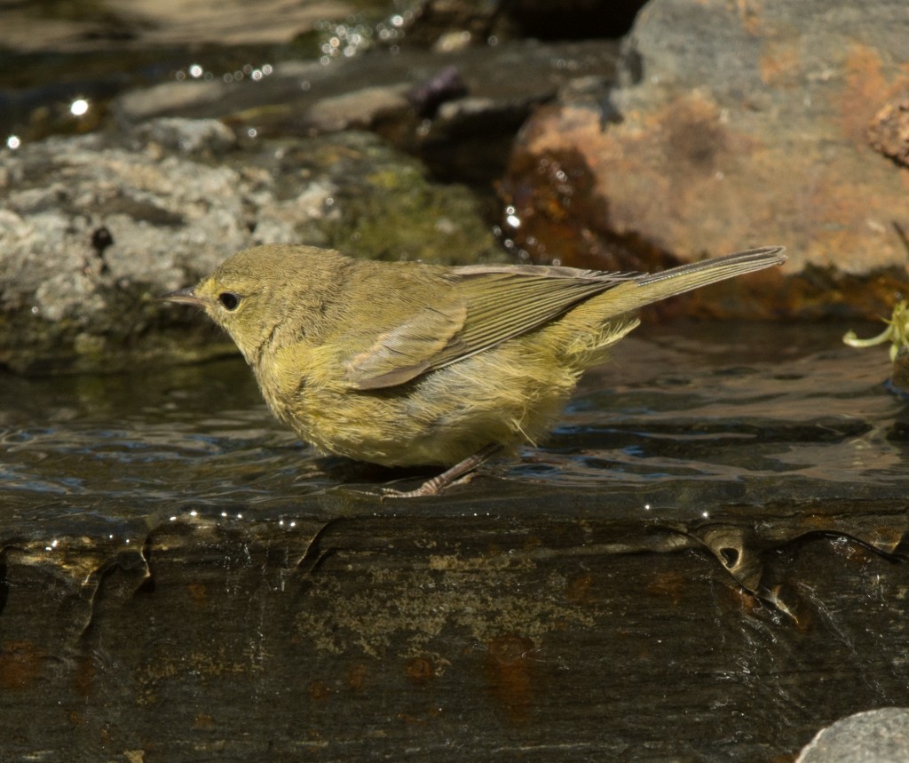 Warbler, Orange-crowned  20140805 - 08