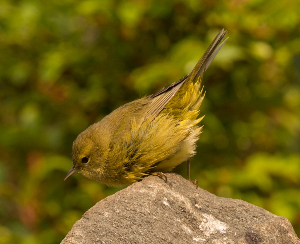 Warbler, Orange-crowned  20140822 - 08