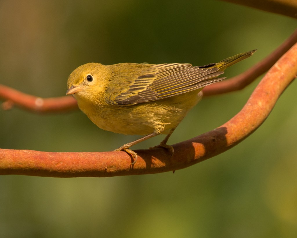 Warbler, Orange-crowned  20140822 - 17