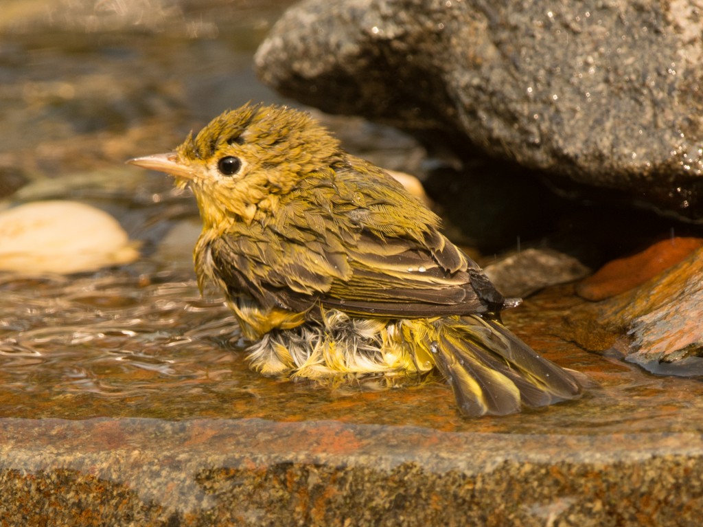 Warbler, Orange-crowned  20140822 - 24