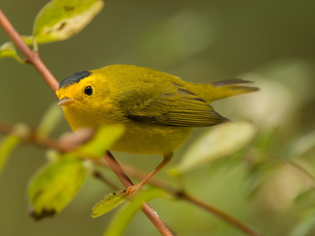 Warbler, Wilson's  20140822 - 09