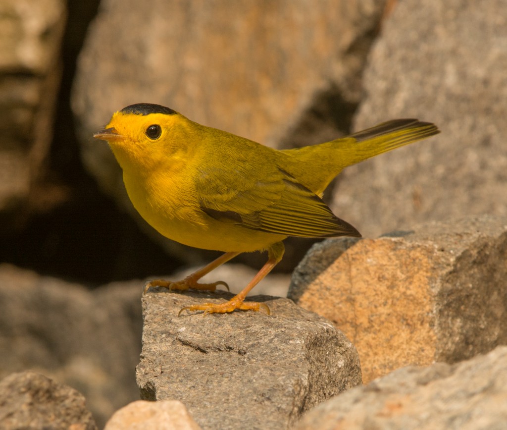 Warbler, Wilson's  20140822 - 14