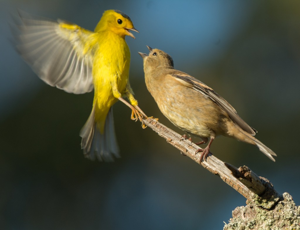 Warbler, Wilson's in altercation  20140806 - 21