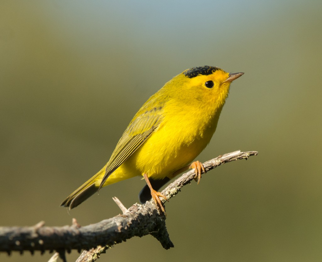 Warbler, Wilson's in altercation  20140806 - 23