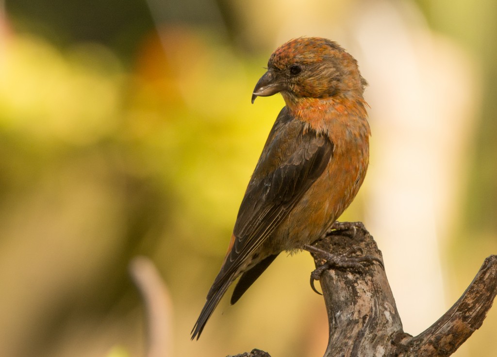 Crossbill, Red  20141002 - 03