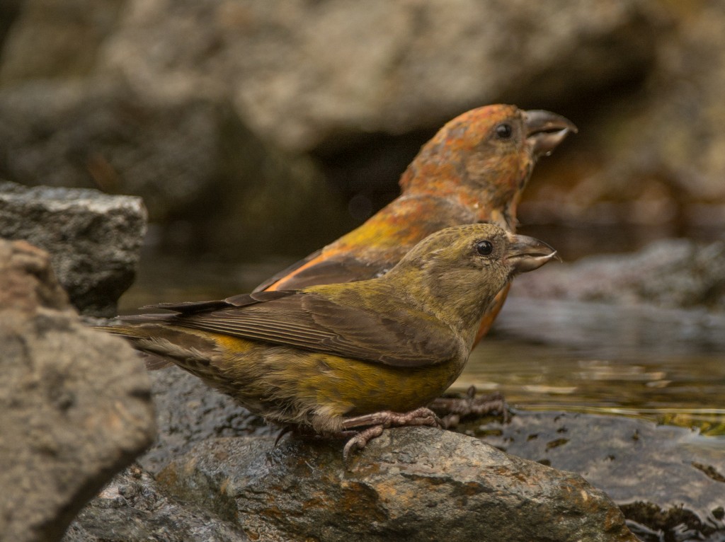 Crossbill, Red  20141002 - 19