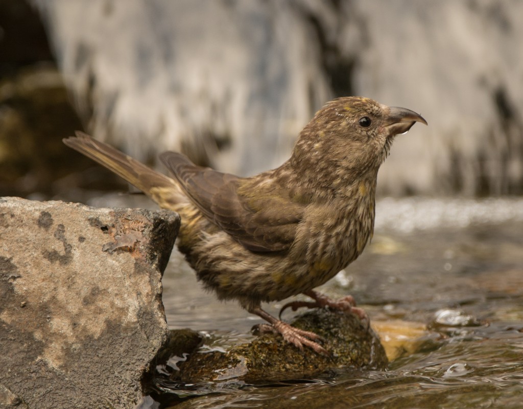 Crossbill, Red  20141002 - 28