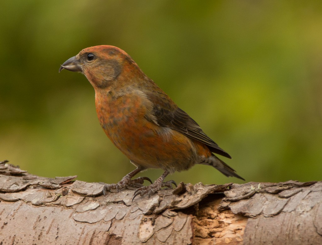 Crossbill, Red  20141009 - 05