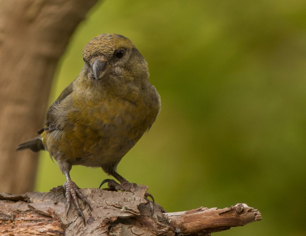 Crossbill, Red  20141009 - 06