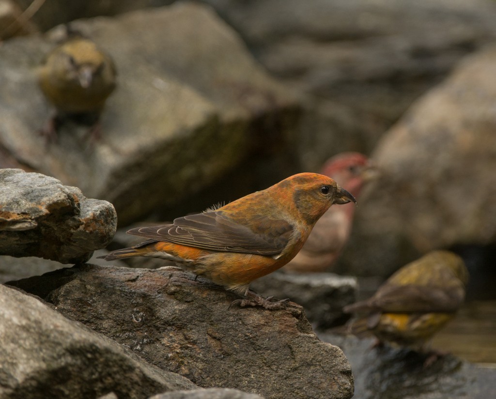 Crossbill, Red  20141009 - 07