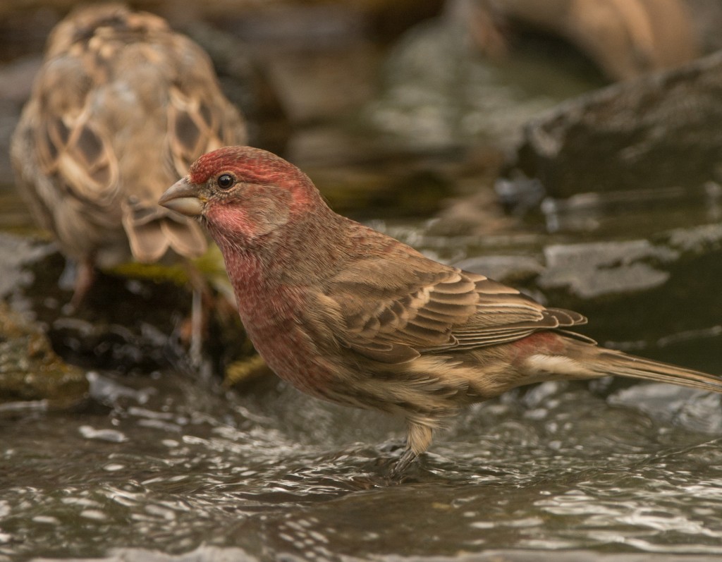 Finch, House  20140930 - 01