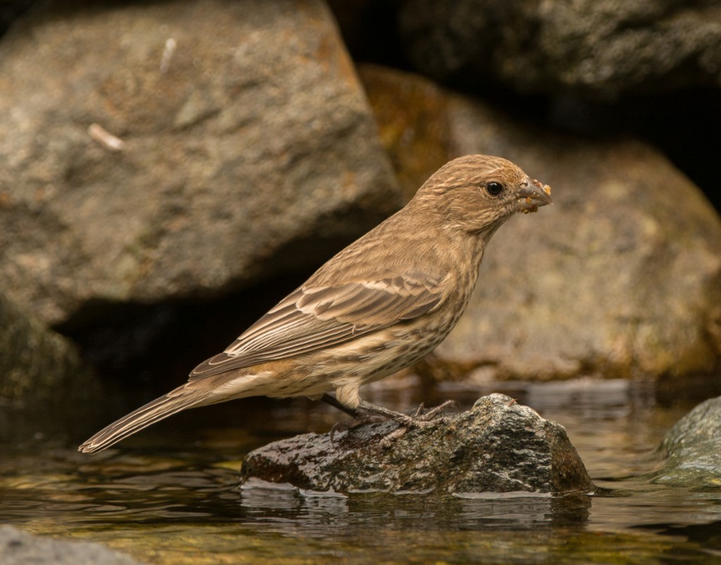 Finch, House  20140930 - 02