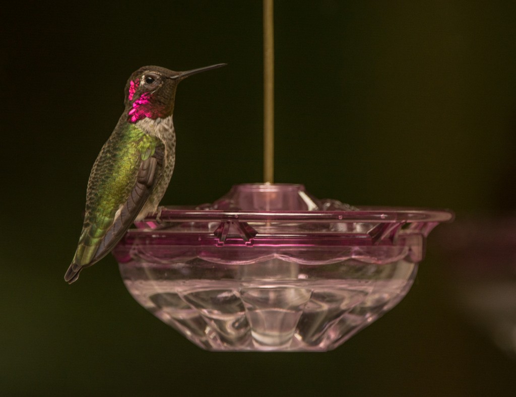 Hummingbird, Anna's  20140927 - 04