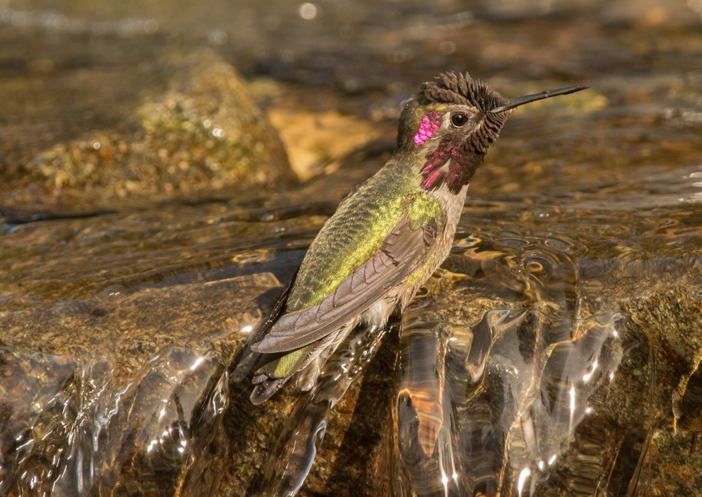 Hummingbird, Anna's  20141002 - 06
