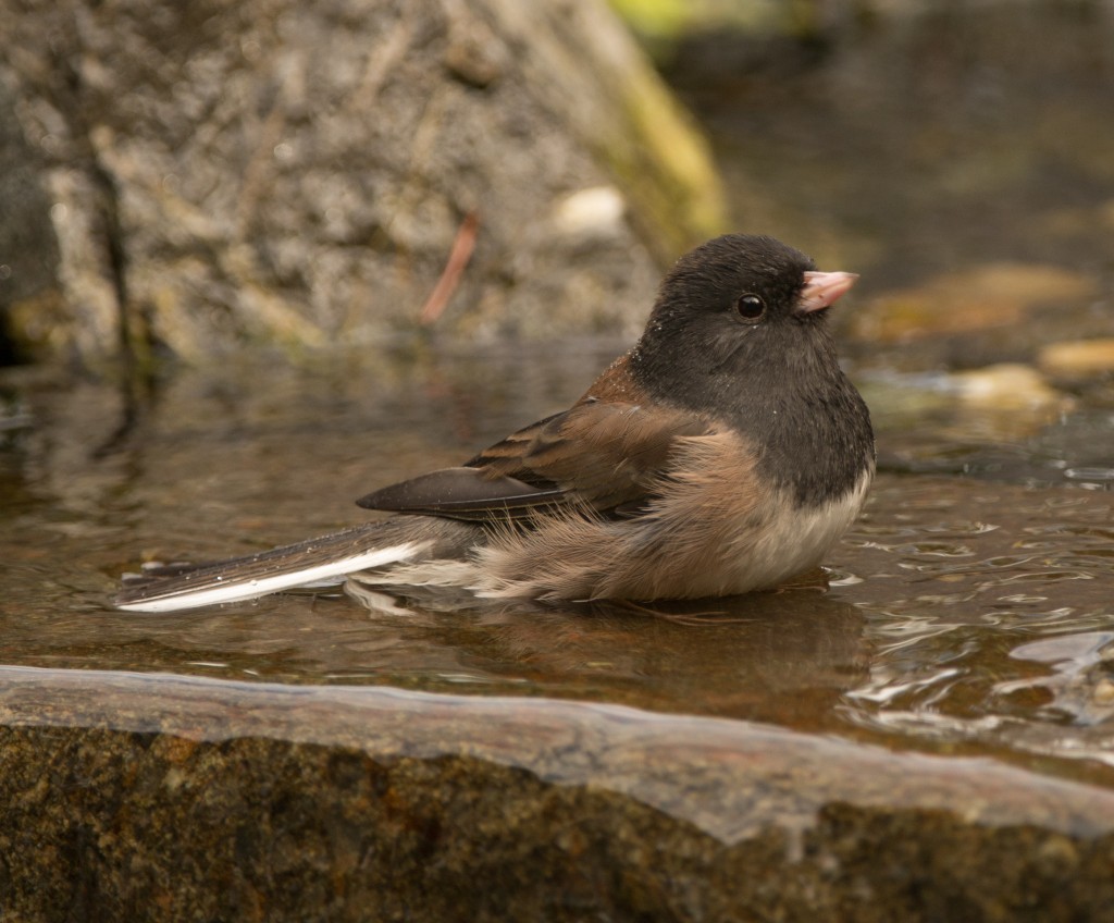 Junco, Dark-eyed - Oregon  20140930 - 06