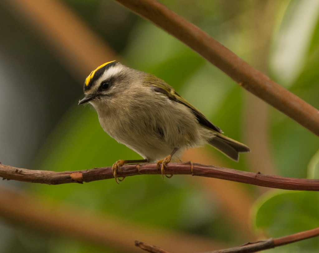 Kinglet, Golden-crowned  20141002 - 07