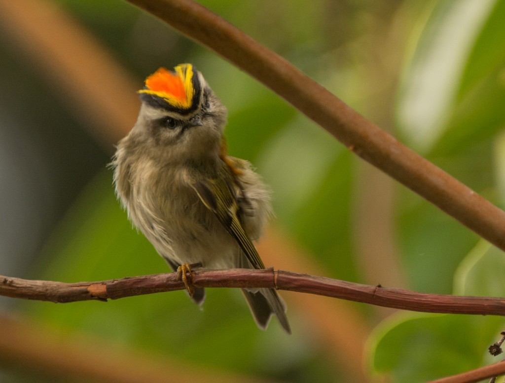 Kinglet, Golden-crowned  20141002 - 10