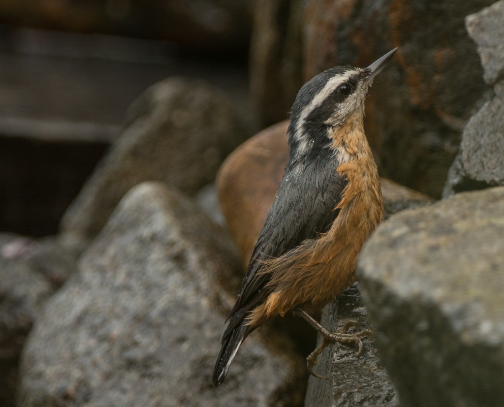 Nuthatch, Red-breasted  20141009 - 04