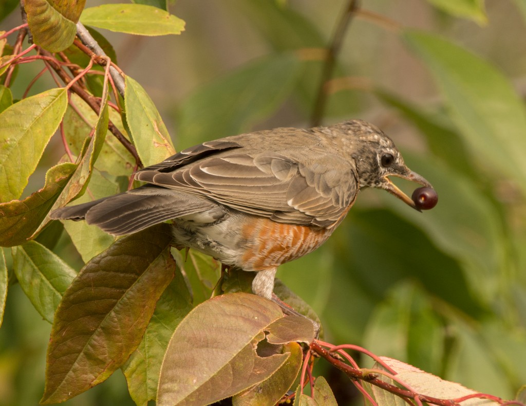 Robin, American  20140917 - 06