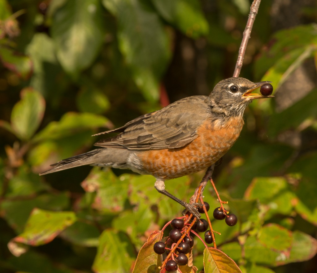 Robin, American  20140917 - 08