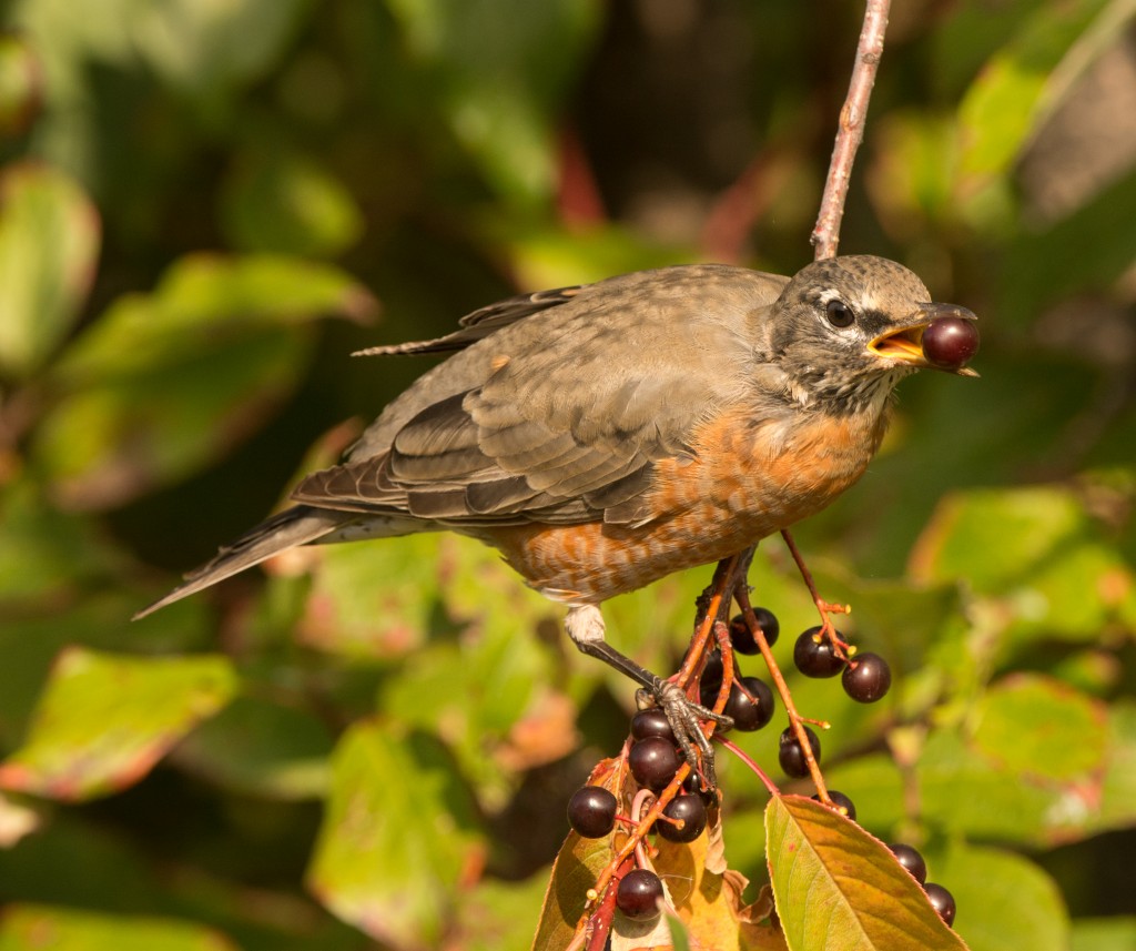 Robin, American  20140917 - 14