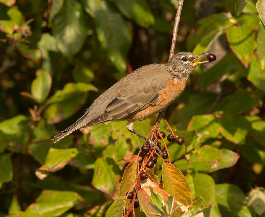 Robin, American  20140917 - 17