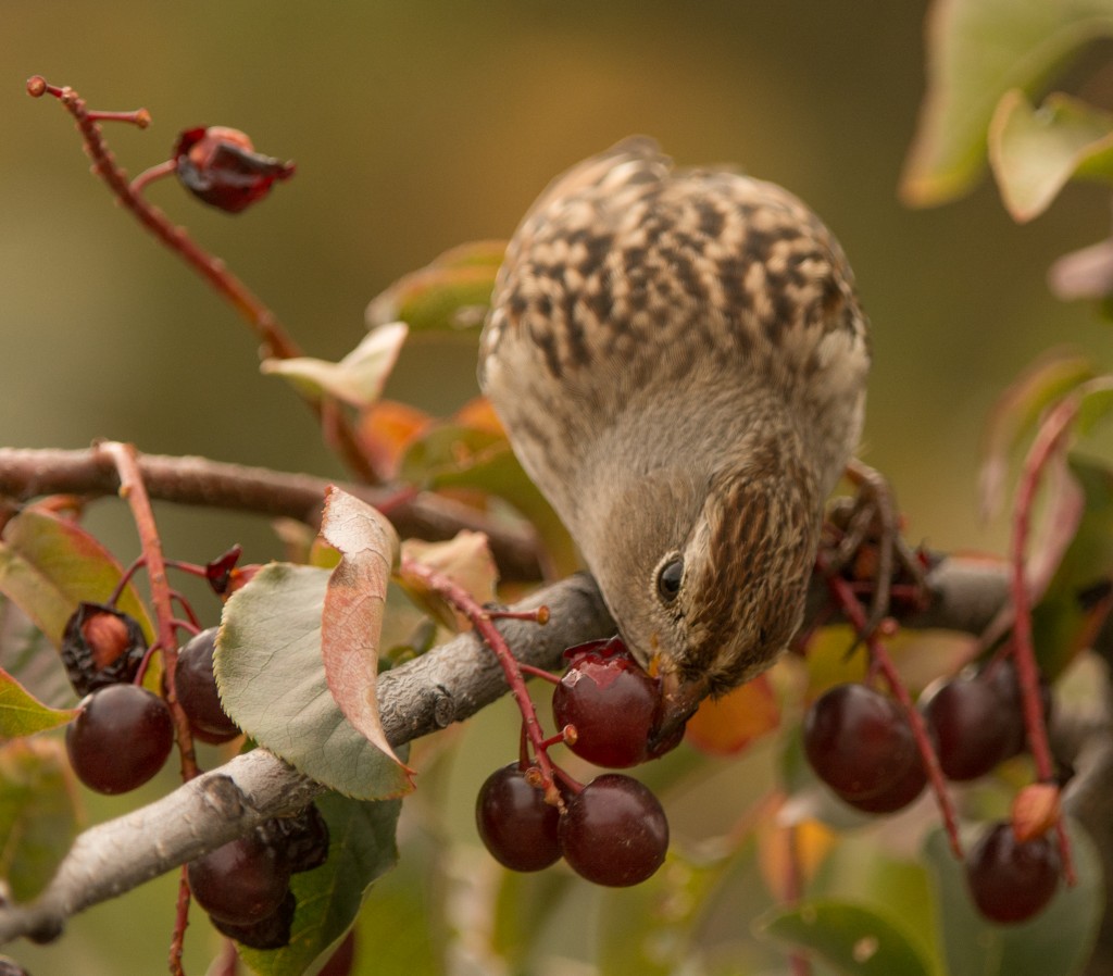 Sparrow, White-crowned  20140917 - 11