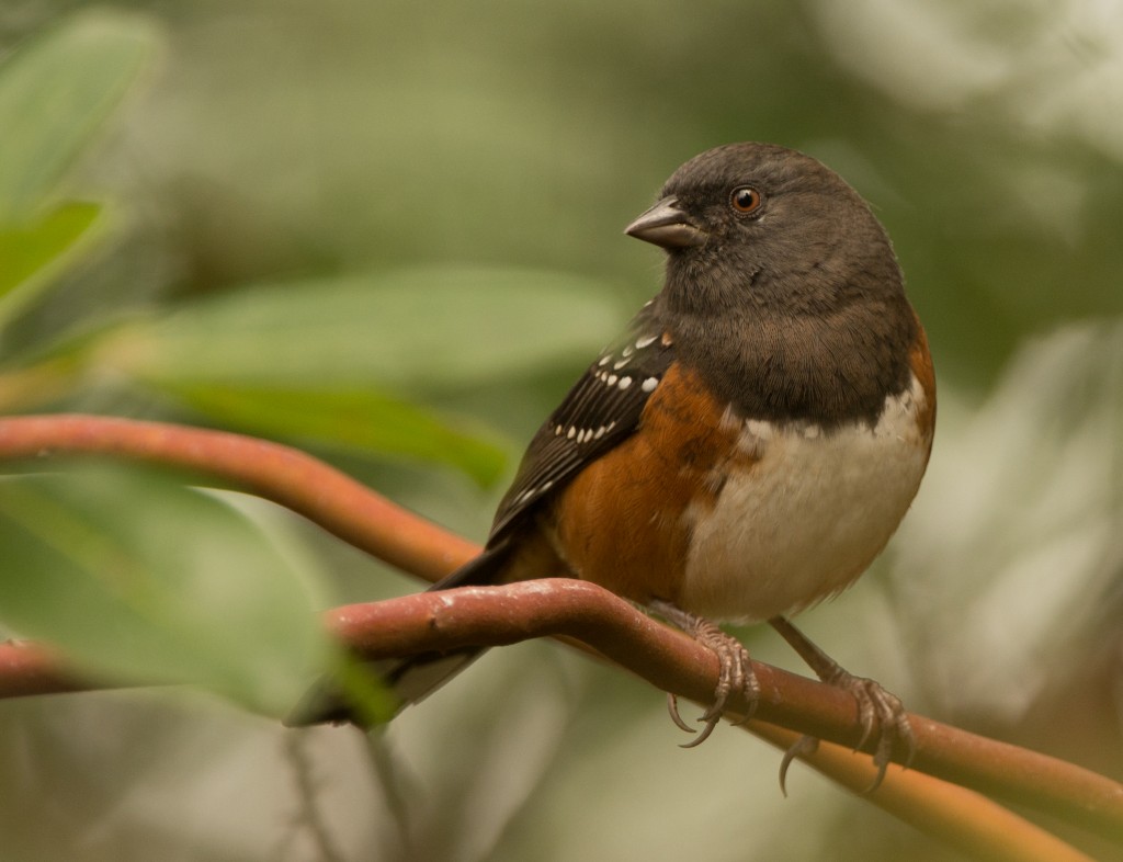 Towhee, Spotted  20140927 - 01