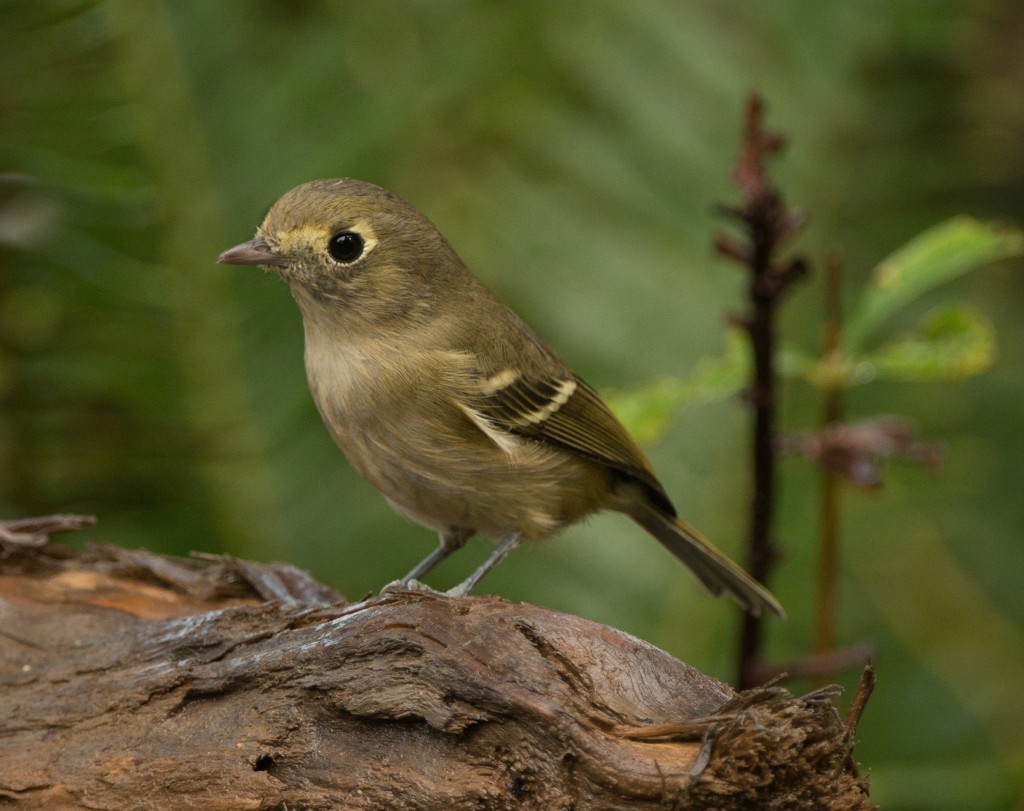 Vireo, Hutton's  20141009 - 03