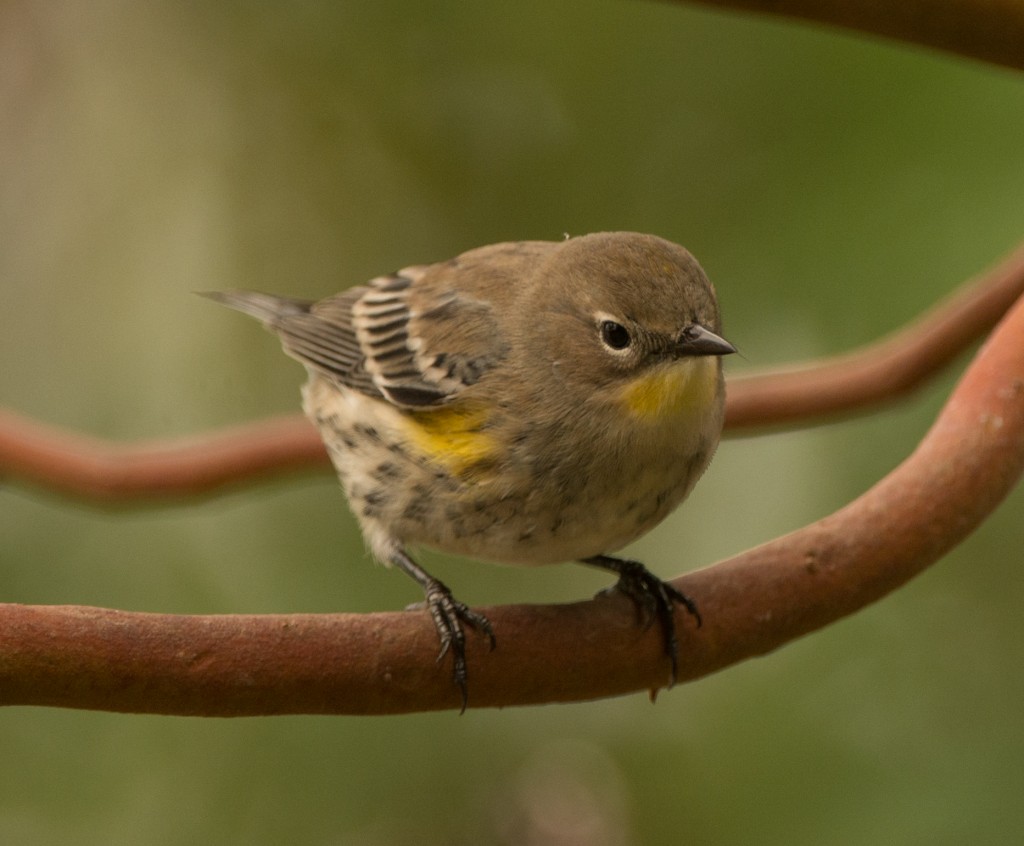 Warbler, Yellow-rumped  20140927 - 10