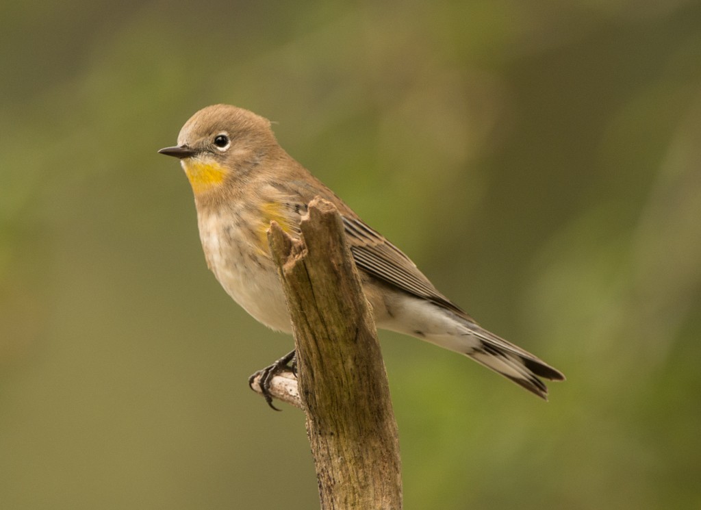 Warbler, Yellow-rumped  20140927 - 20