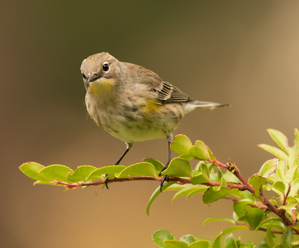 Warbler, Yellow-rumped  20140927 - 32