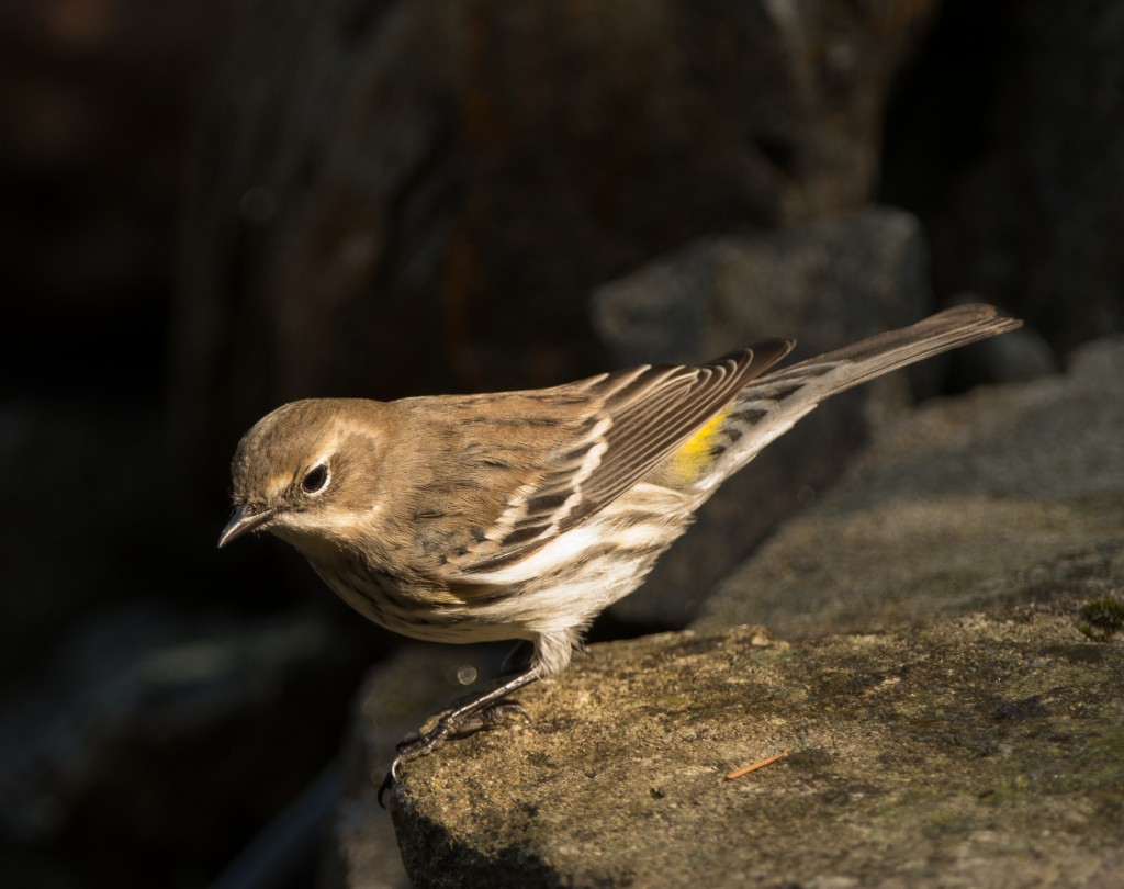 Warbler, Yellow-rumped  20141002 - 01