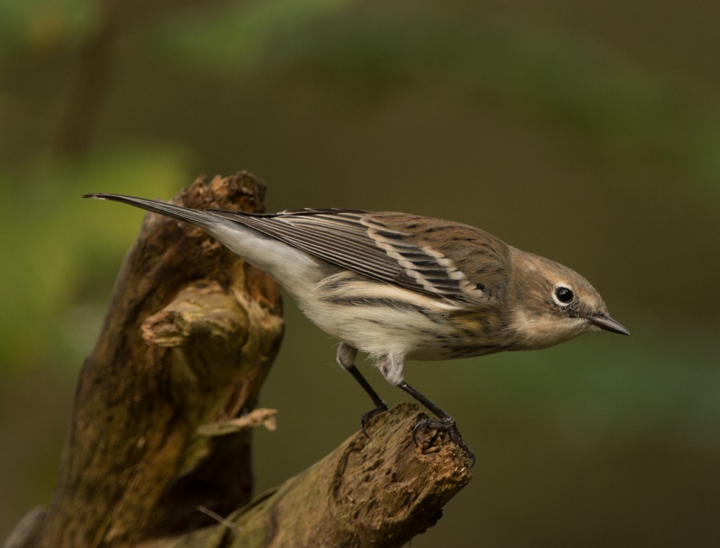 Warbler, Yellow-rumped  20141002 - 11