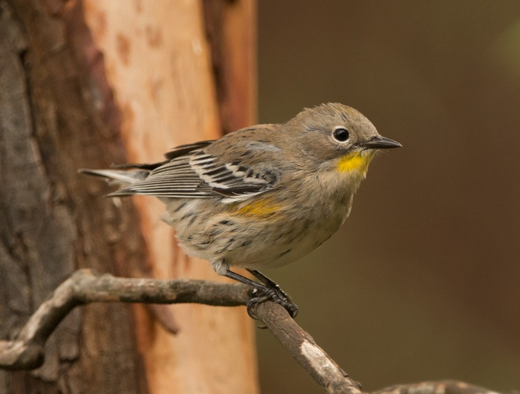 Warbler, Yellow-rumped - Audubon's  20140930 - 09