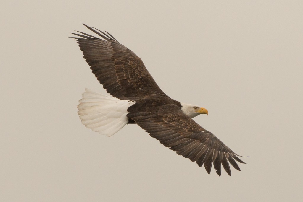 Eagle, Bald 20141206-02
