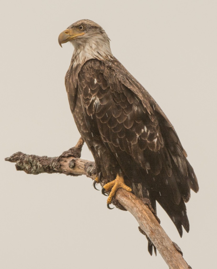 Eagle, Bald 20141206-06