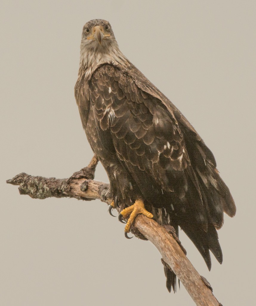 Eagle, Bald 20141206-07