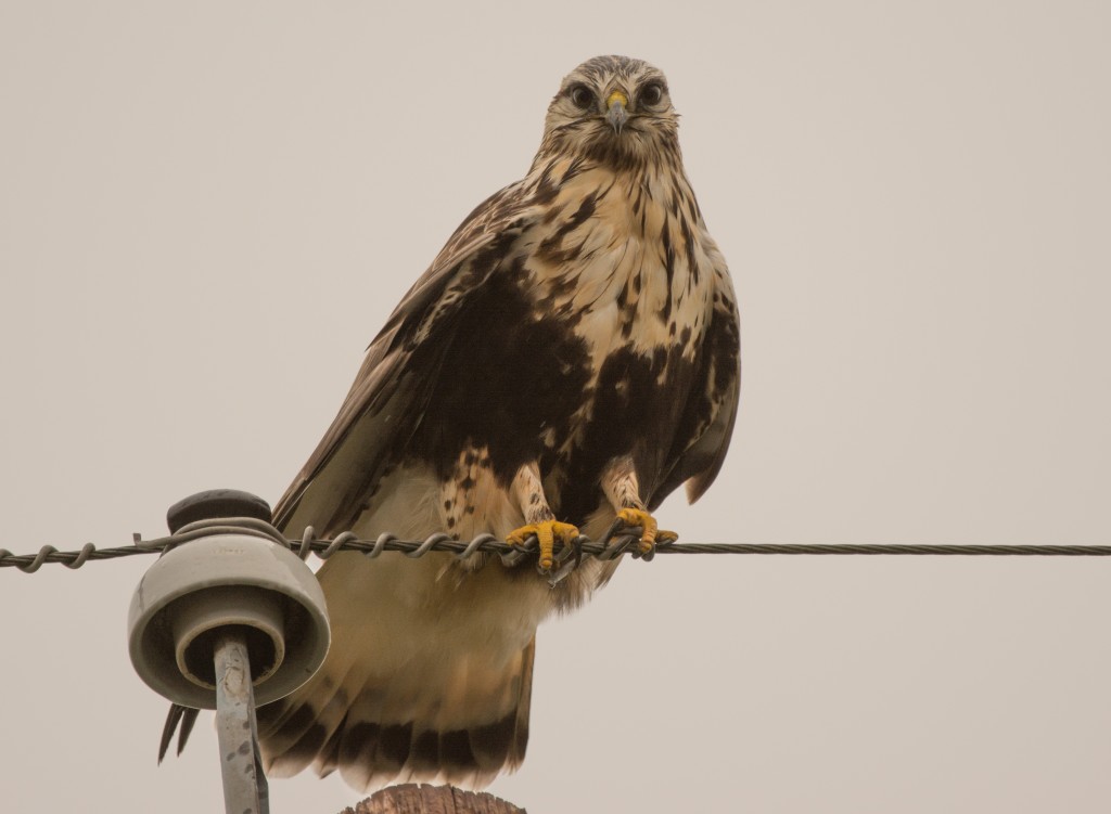 Hawk, Rough-legged 20141206-07