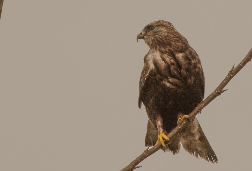 Hawk, Rough-legged 20141206-11