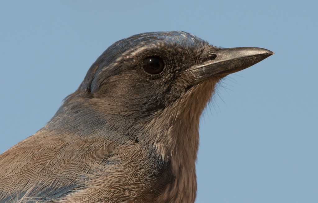 Jay, Western Scrub 20141111-02