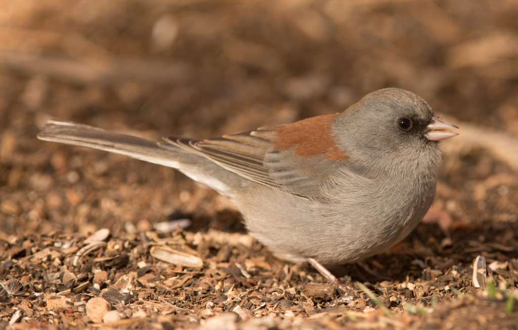 Junco, Dark-eyed - Pink-sided 20141111-02