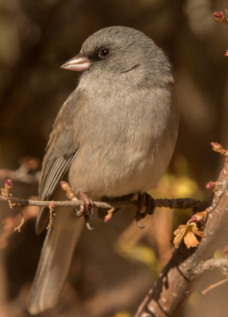 Junco, Dark-eyed - Pink-sided 20141111-10