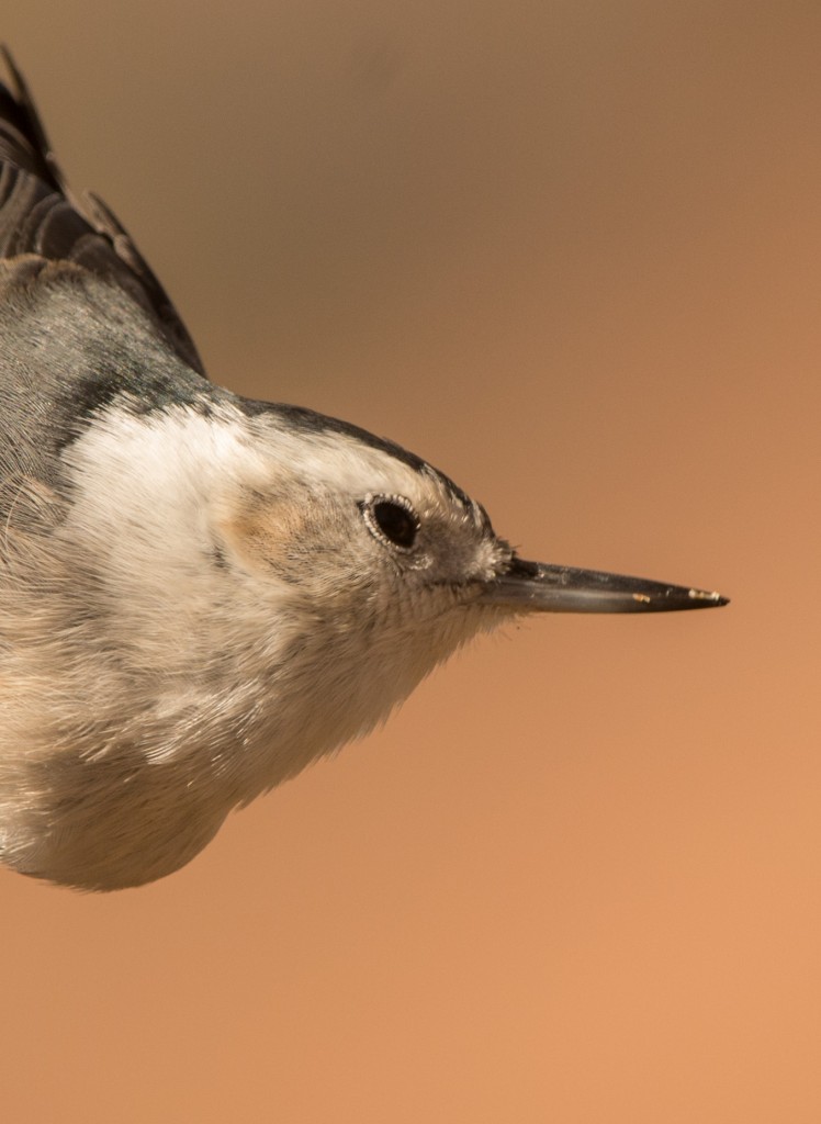 Nuthatch, White-breasted 20141111-02