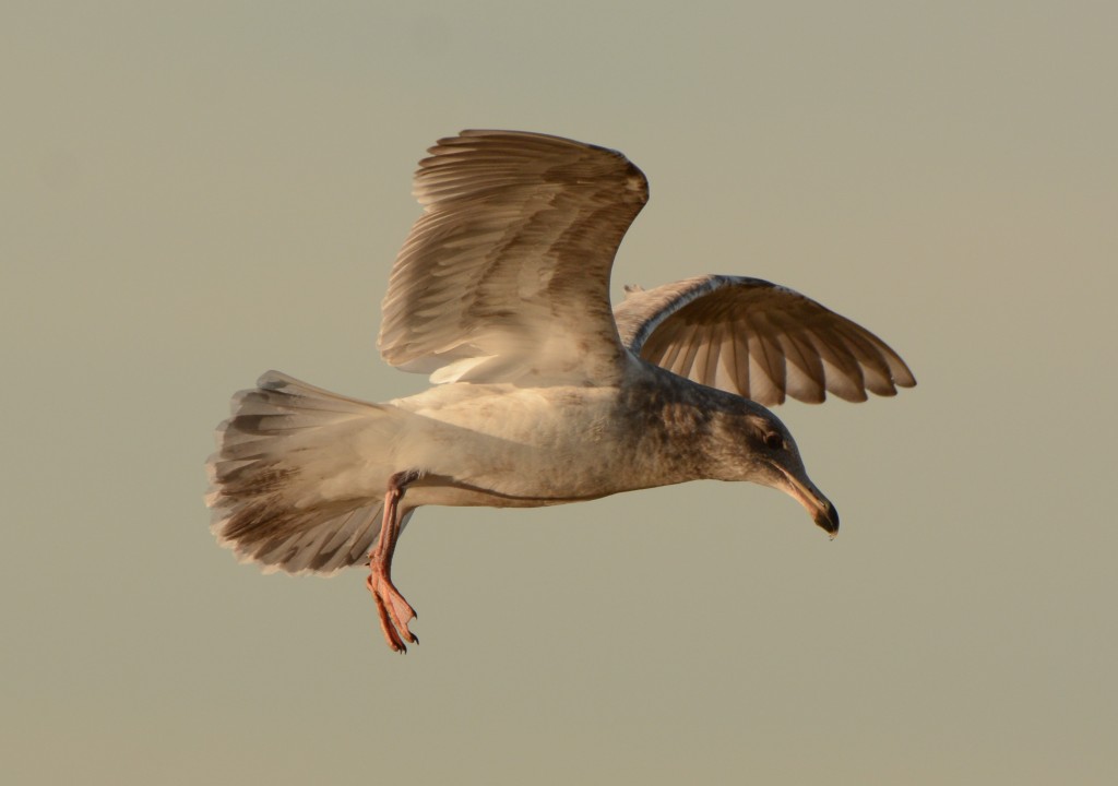 gull dropping mussel 20150126-03