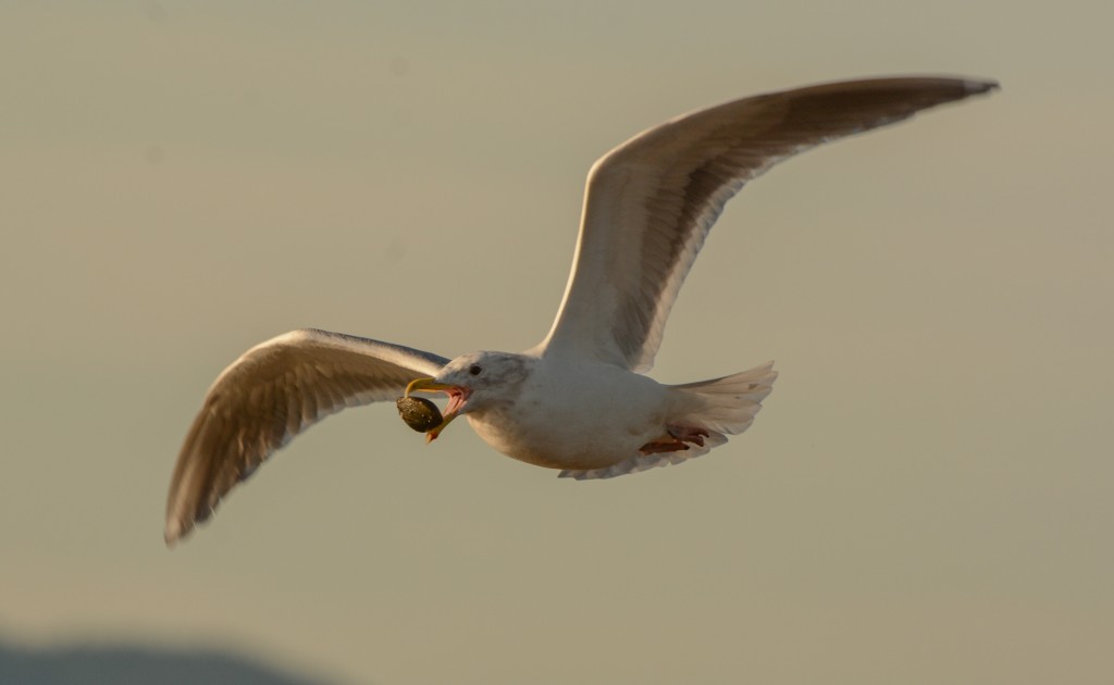 gull dropping mussel 20150126-06