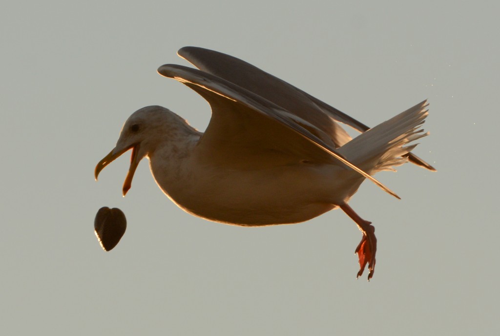gull dropping mussel 20150126-09