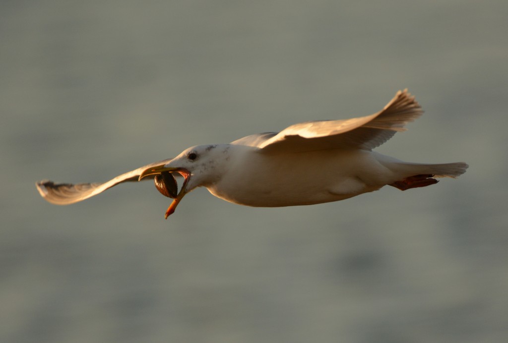 gull dropping mussel 20150126-10