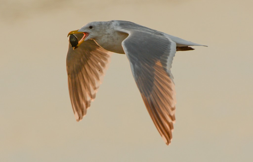 gull dropping mussel 20150126-18